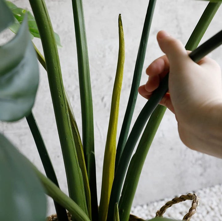 monstera plant 