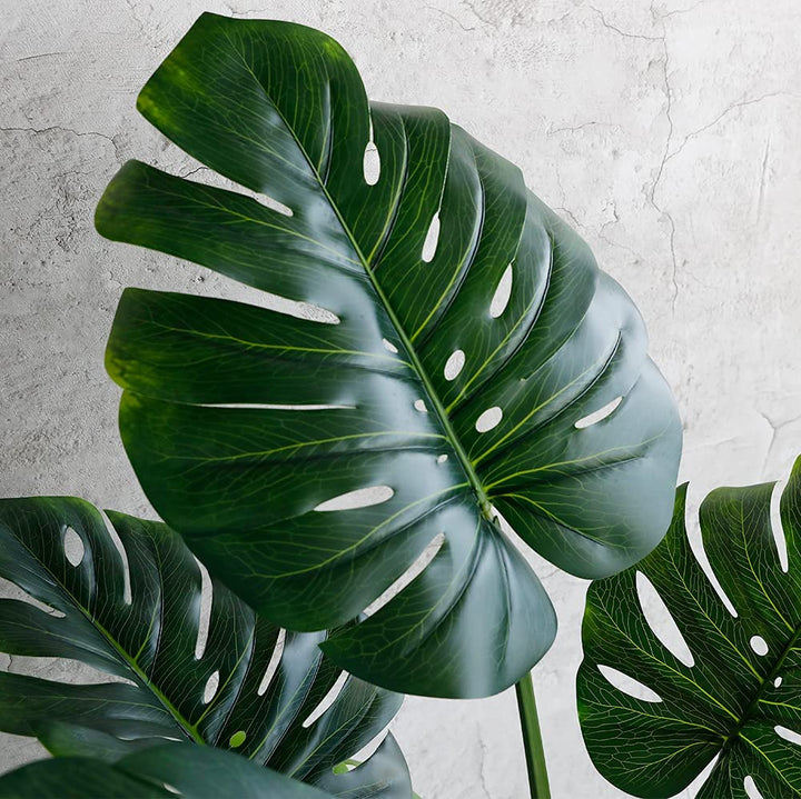 monstera plant 