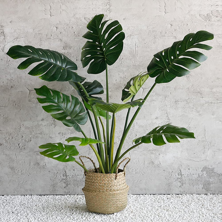 monstera plant 