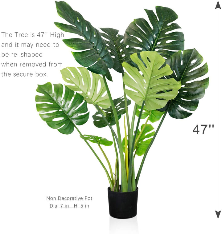 monstera plant 