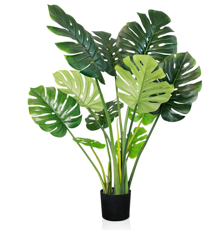 monstera plant 