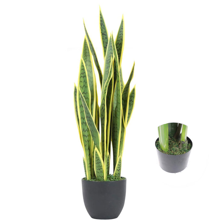 snake plant 