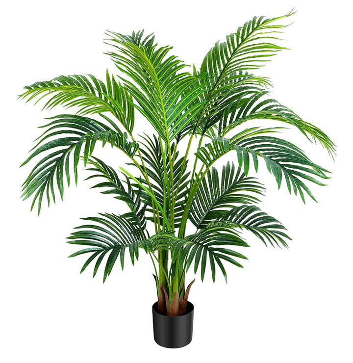 areca palm tree